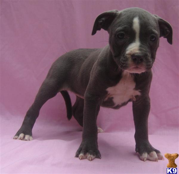 Puppies in Charlotte